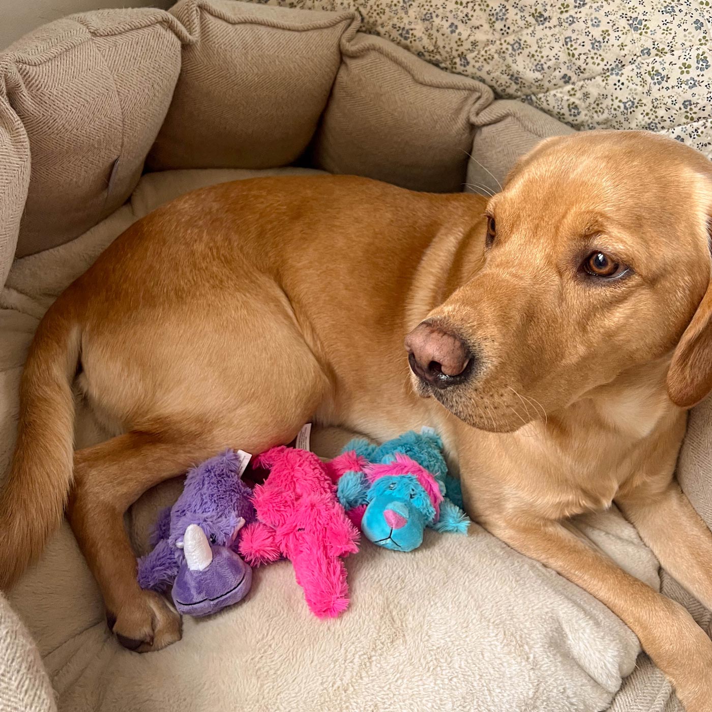 KONG Cozie Brights Assorted Animals