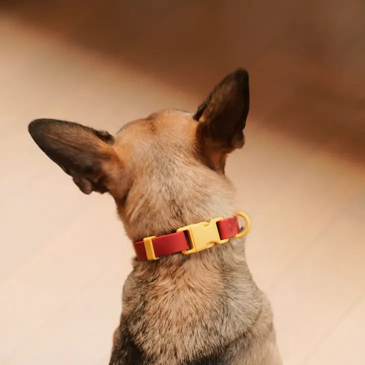 Approved by Fritz - Burgundy/Sun Collar