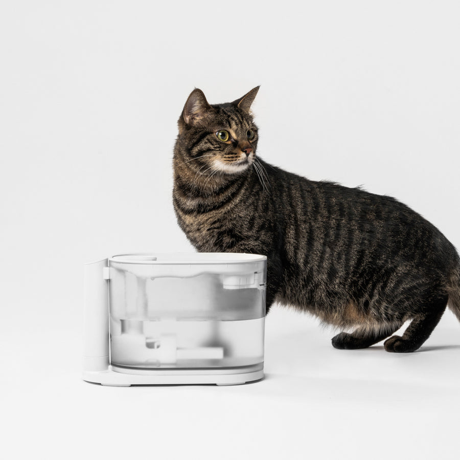 pidan Water Fountain for Cats with Water Temperature Control 2.0 | US/CA VERSION