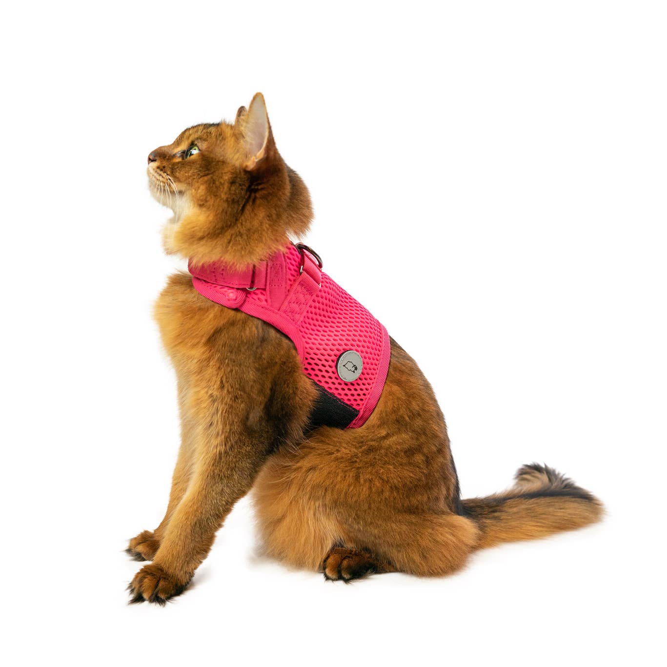 Sleepypod Martingale Cat Harness