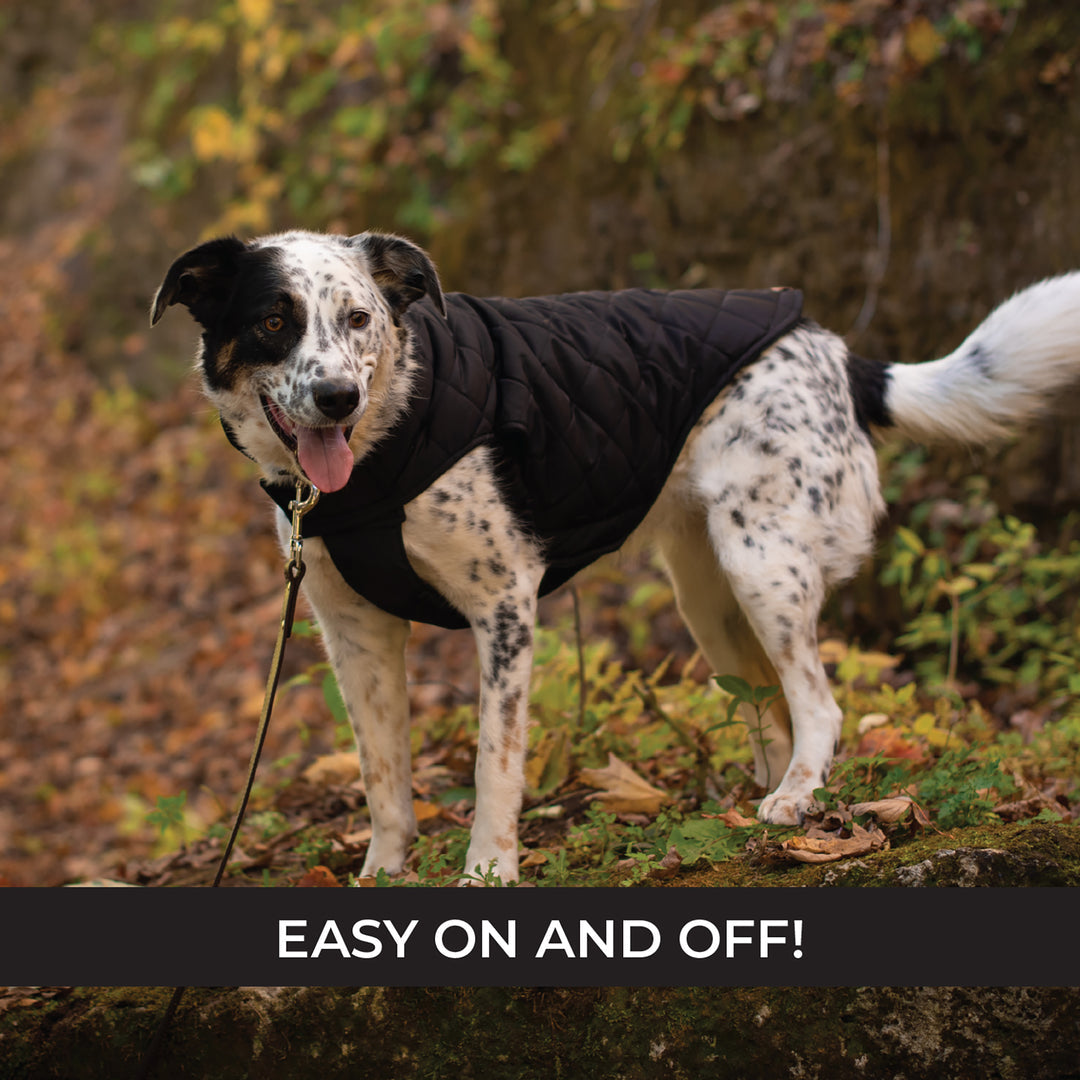 Shedrow Brentwood Dog Coat Black