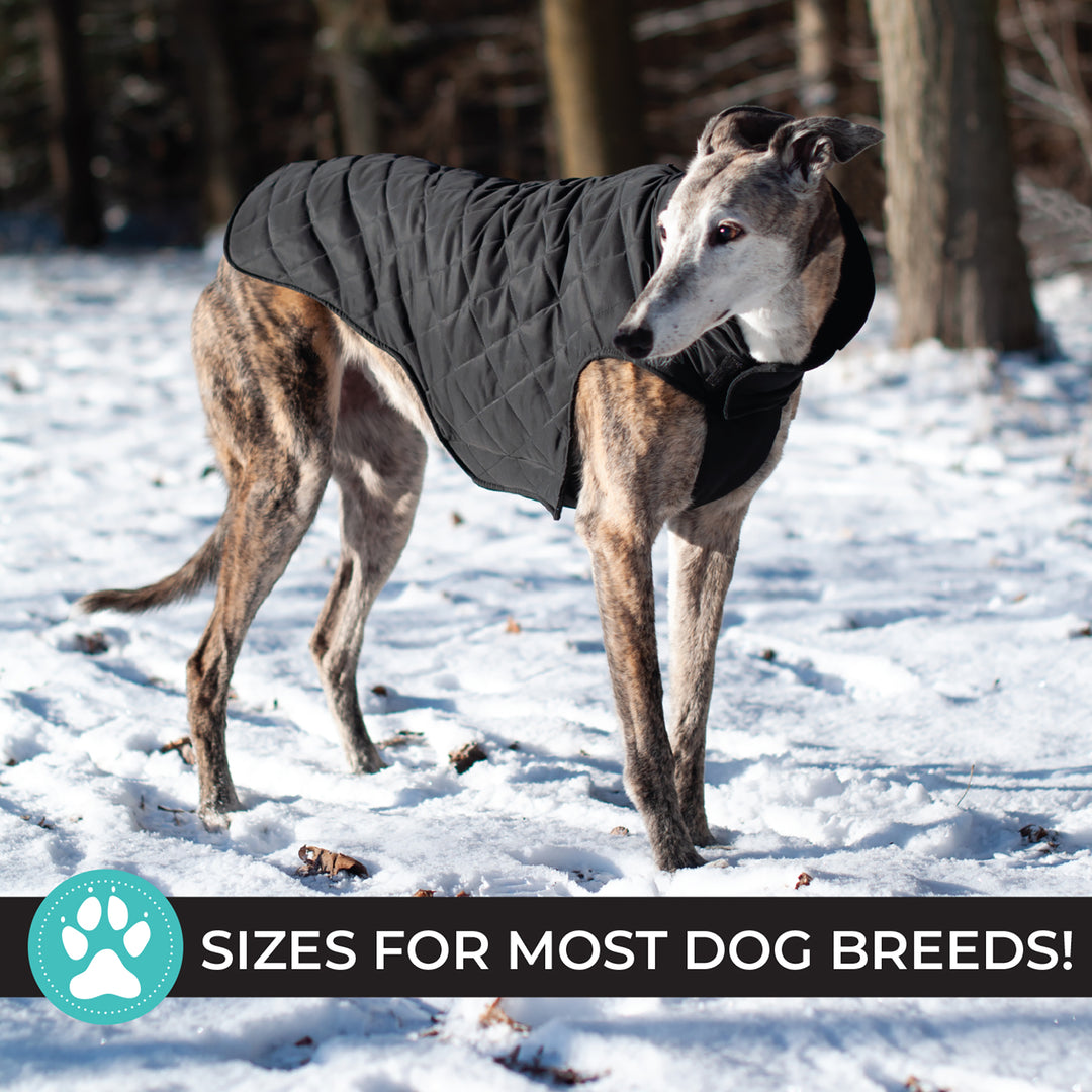 Shedrow Brentwood Dog Coat Black