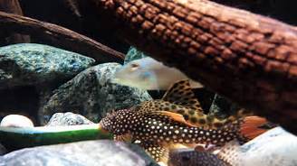 L14 Sunshine Pleco
