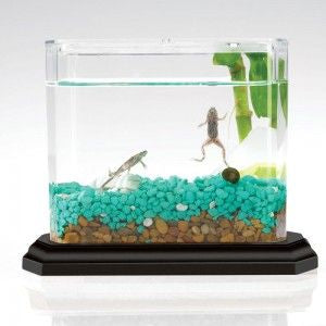 CLASSIC BIOSPHERES WITH 2 FROGS